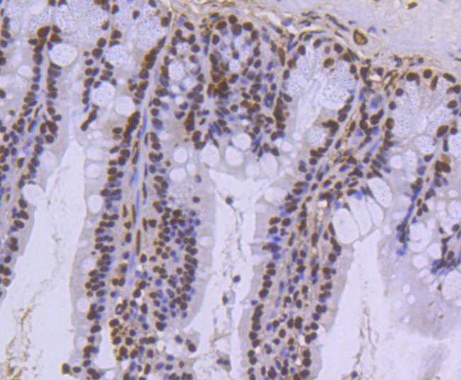 Anti-Histone H3.3 Antibody (5A720)