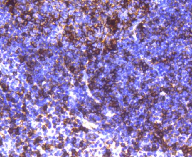 Anti-HLA-DRA Antibody (9X138)
