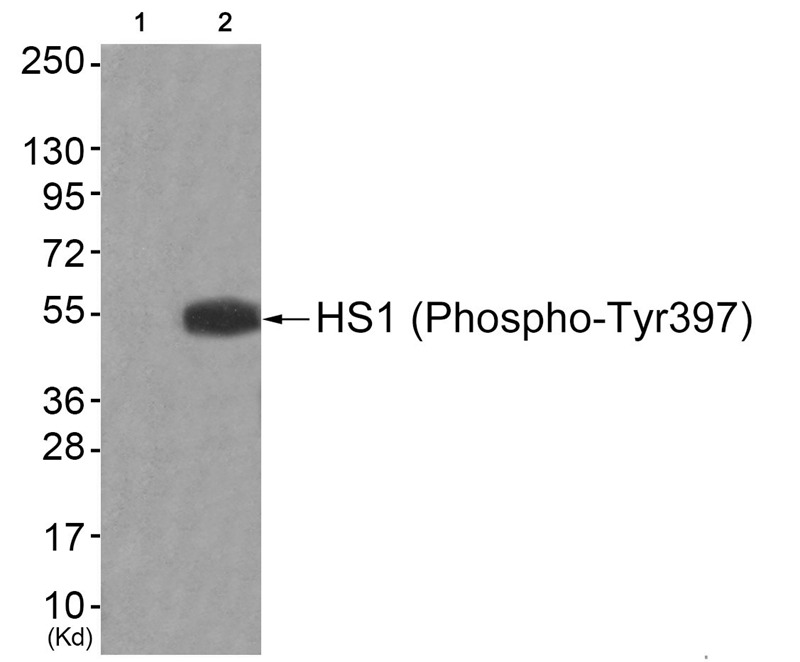 Anti-Phospho-HS1 (Tyr397) Polyclonal Antibody