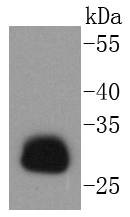 Anti-HLA-DRA Antibody (9X138)