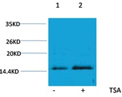 Anti-Acetyl-Histone H4 (Lys16) Polyclonal Antibody