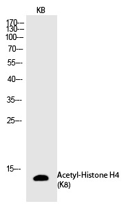 Anti-Acetyl-Histone H4 (Lys8) Polyclonal Antibody