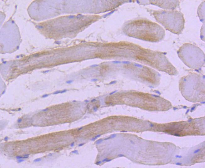 Anti-HSPB8 Antibody (1K143)