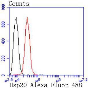 Anti-HSP20 Antibody (5R128)