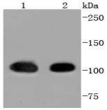 Anti-HSP105 Antibody (2M617)