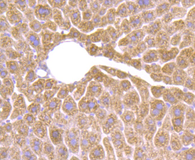 Anti-HSD11B1 Antibody (6B221)