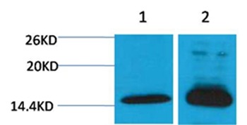 Anti-Di-methyl-Histone H4 (Lys79) Polyclonal Antibody