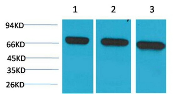 Anti-HSPA8 Antibody (7U331)