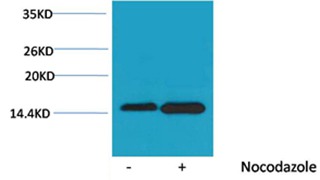 Anti-Phospho-Histone H4 (Ser47) Polyclonal Antibody