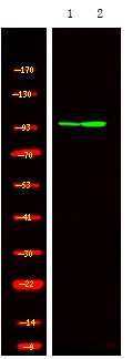 Anti-Phospho-HSP105 (Ser809) Polyclonal Antibody