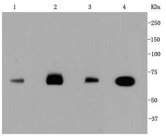 Anti-HSPA8 Antibody (5L224)