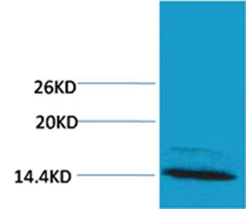 Anti-Mono-methyl-Histone H4 (Arg3) Polyclonal Antibody