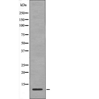 Anti-Phospho-HMGN2 (Ser29) Polyclonal Antibody