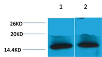 Anti-Tri-methyl-Histone H4 (Lys79) Polyclonal Antibody