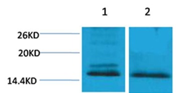 Anti-Di-methyl-Histone H4 (Lys59) Polyclonal Antibody
