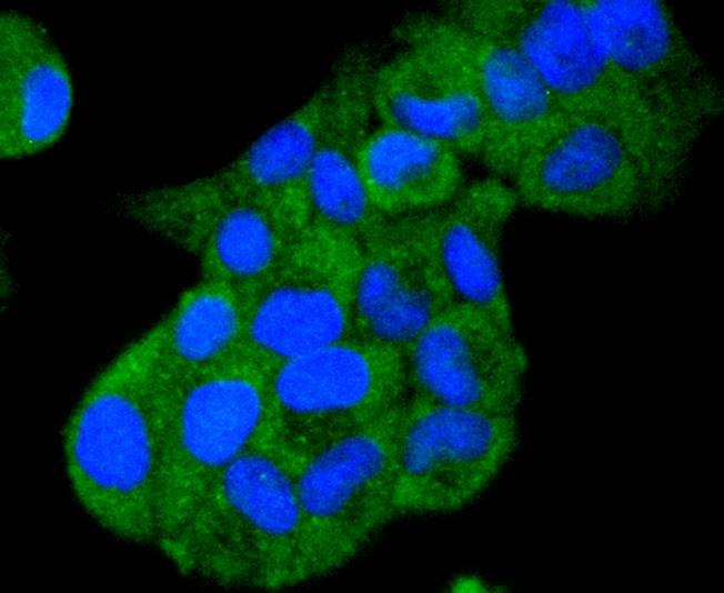 Anti-HSP105 Antibody (2M617)