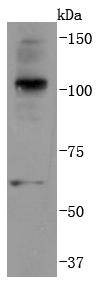 Anti-K63-linkage Specific Ubiquitin Antibody (7M837)