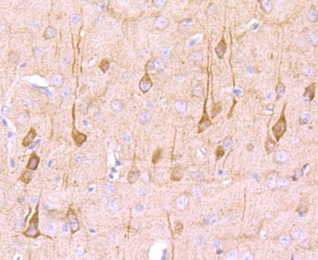 Anti-CSPG4 Antibody (2L981)