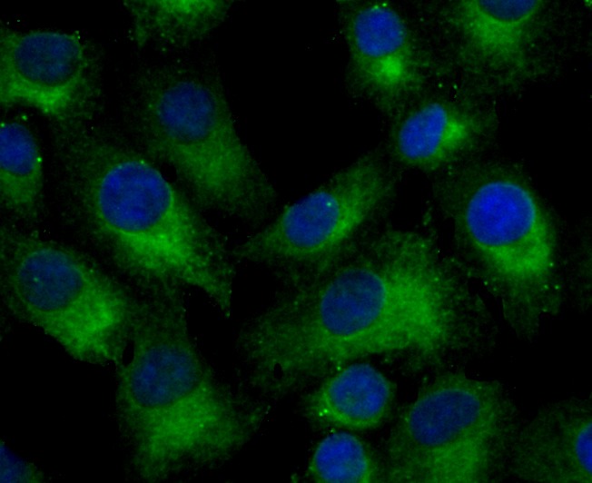 Anti-RTN4 Antibody (3H783)