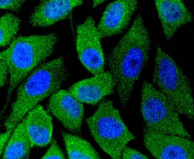 Anti-nNOS Antibody (1J290)