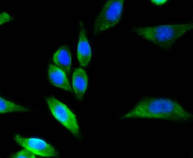 Anti-nNOS Antibody (1J290)