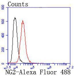 Anti-CSPG4 Antibody (2L981)