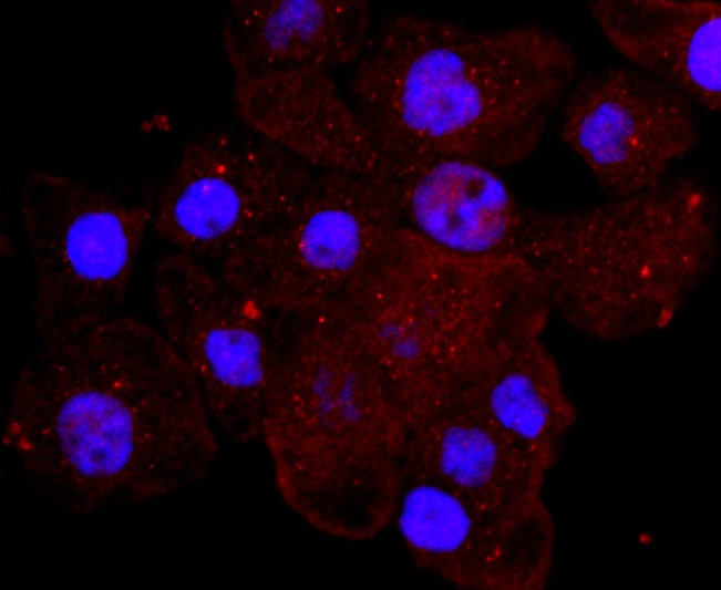 Anti-MPO Antibody (4N671)
