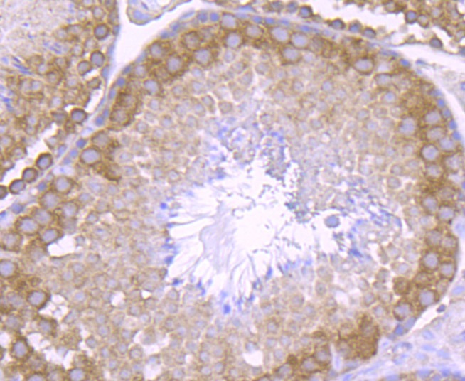 Anti-NCK1 Antibody (6Y736)