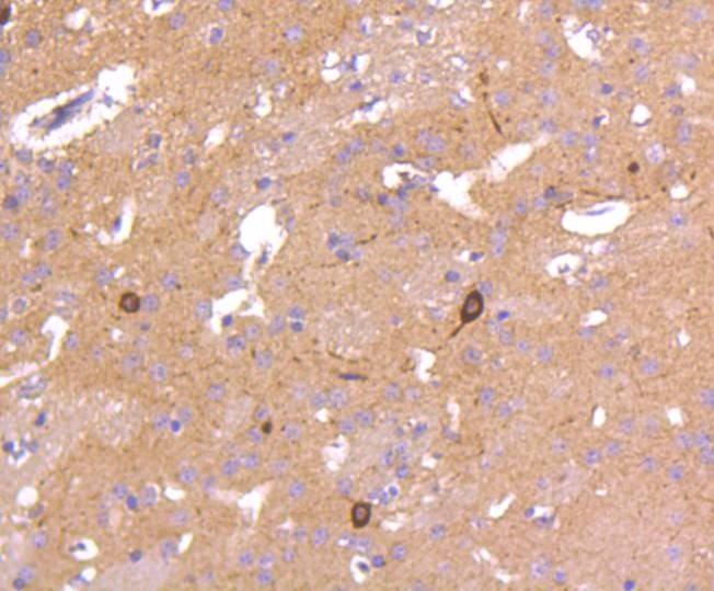 Anti-nNOS Antibody (1J290)