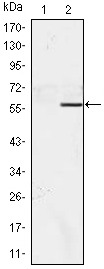 Anti-NACC1 Antibody (6F944)
