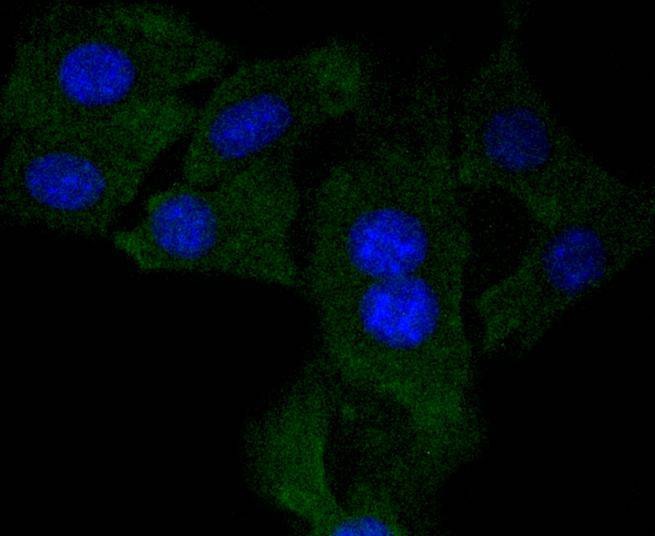 Anti-NGF Antibody (9K780)
