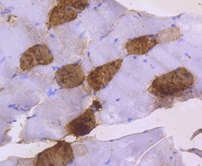Anti-Myosin Light Chain 2 Antibody (9W601)