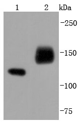Anti-NCAM1 Antibody (1L189)