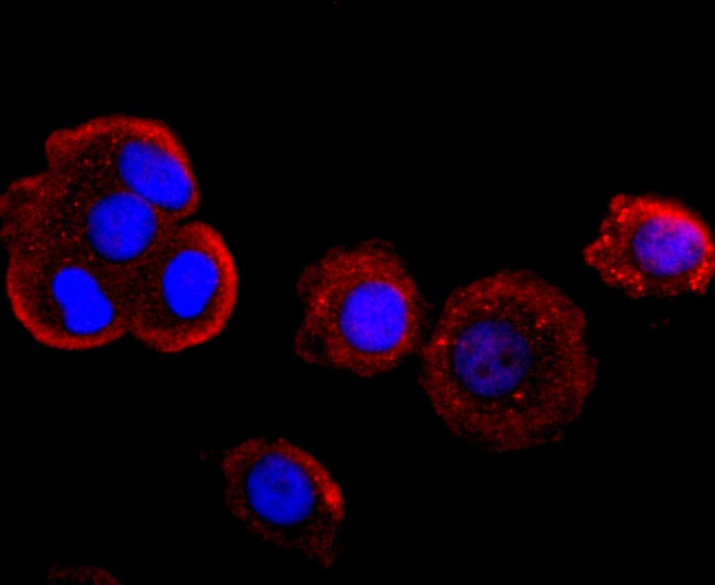 Anti-MPO Antibody (4N671)