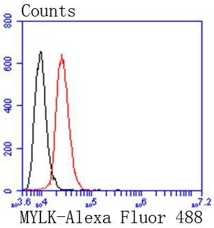 Anti-MYLK Antibody (1W61)