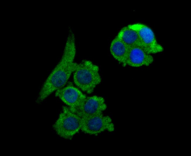 Anti-NCK1 Antibody (6Y736)