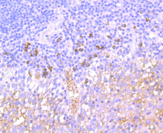 Anti-NCAM1 Antibody (1L189)