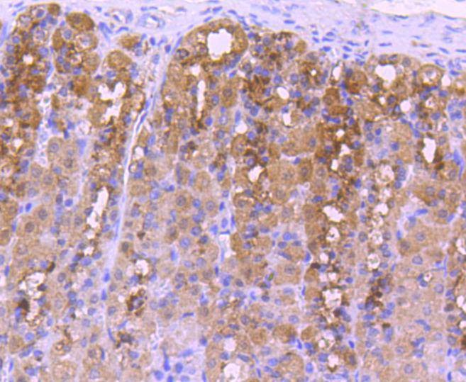 Anti-NOX4 Antibody (4J332)