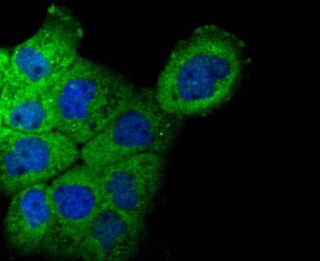 Anti-NCK1 Antibody (6Y736)