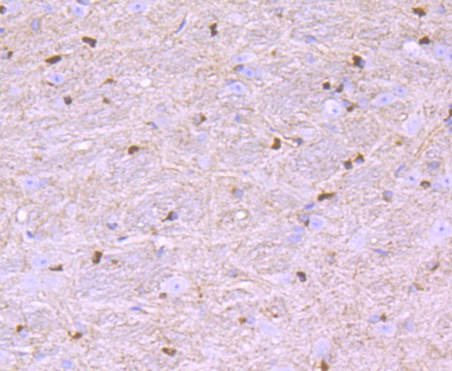 Anti-RTN4 Antibody (3H783)