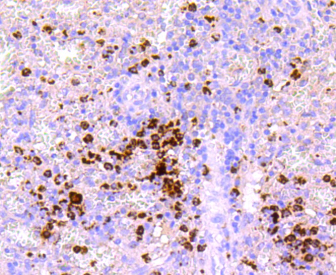 Anti-MPO Antibody (4N671)