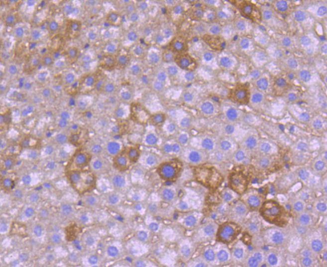 Anti-NGF Antibody (9K780)