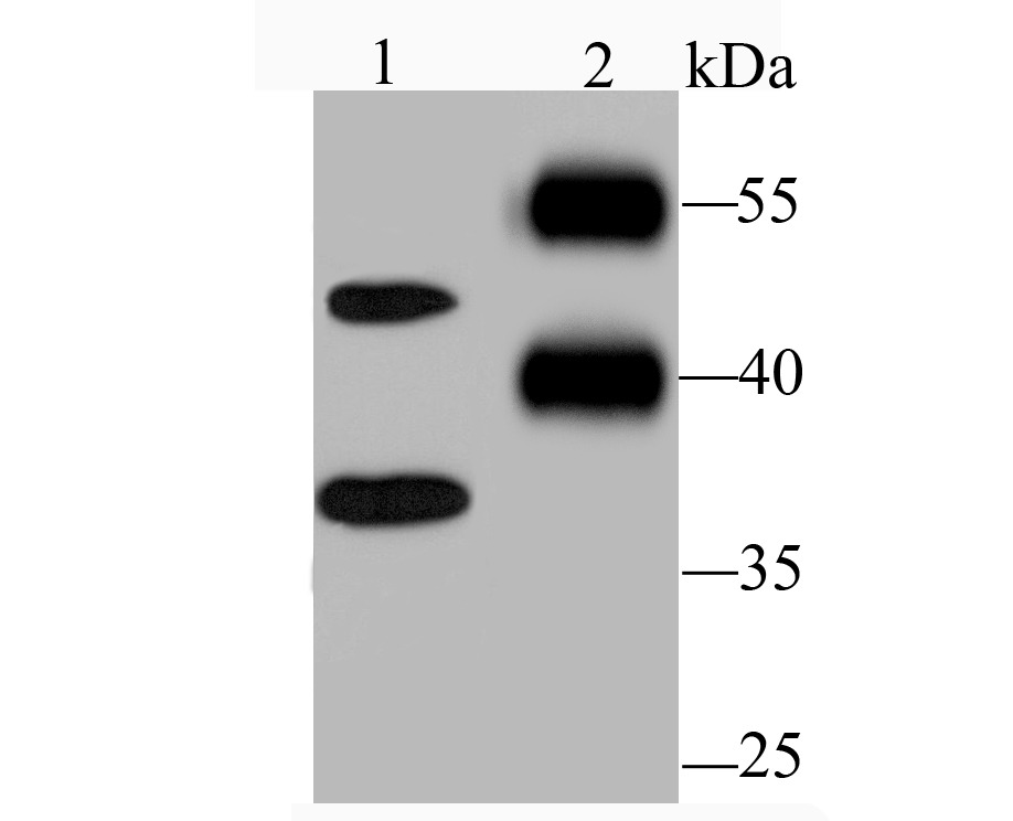 Anti-RTN4 Antibody (3H783)