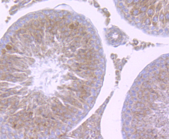 Anti-NCK1 Antibody (6Y736)