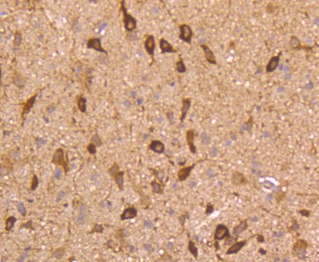 Anti-nNOS Antibody (1J290)