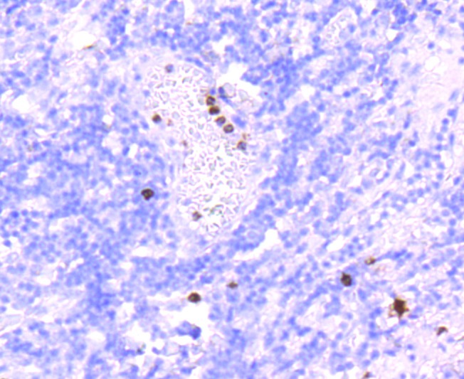 Anti-MPO Antibody (4N671)