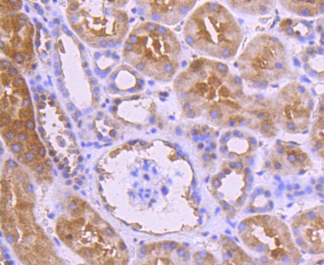 Anti-NOX4 Antibody (4J332)
