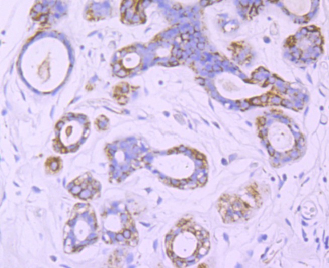 Anti-RTN4 Antibody (3H783)