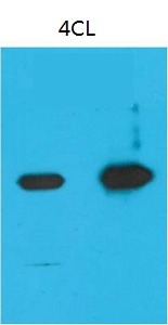Anti-Nano Tag9 Antibody (7X546)