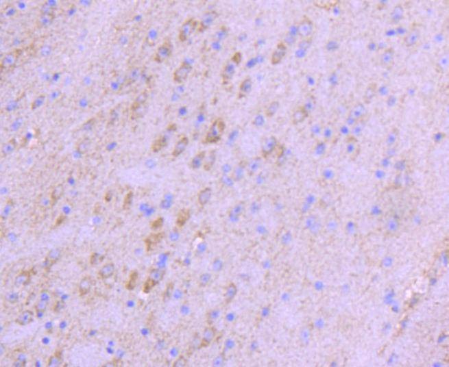 Anti-NGF Antibody (9K780)